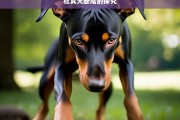 杜宾犬断尾的探究，杜宾犬断尾之析