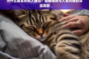 猫咪为何偏爱与人共眠？揭秘背后的深层原因