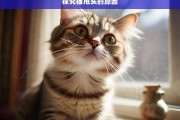 探究猫甩头的原因，猫甩头原因探究