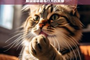 解读猫咪舔毛行为的奥秘，猫咪舔毛行为的奥秘解读