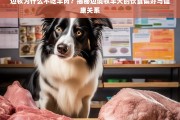 边牧拒食羊肉？揭秘边境牧羊犬的饮食偏好与健康奥秘