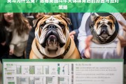 英斗体味之谜，揭秘英国斗牛犬体味成因及有效应对策略