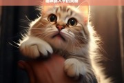 猫咪舔人手的奥秘，猫咪舔人手之奥秘探究