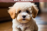 博美犬，可爱背后的挑战，博美犬，可爱与挑战并存