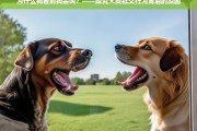 犬类社交行为揭秘，为什么狗看到狗会叫？