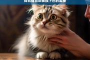 探究猫喜欢被摸下巴的奥秘，猫为何喜欢被摸下巴之奥秘探究