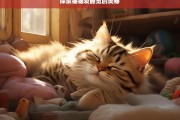 探索猫猫爱睡觉的奥秘，猫猫爱睡觉的奥秘探寻