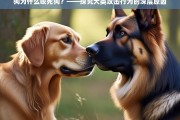 狗咬死狗的原因，犬类攻击行为的深层解析