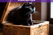 探究猫喜欢钻盒子的奥秘，猫为何喜欢钻盒子