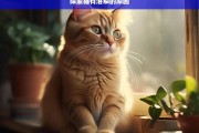 探索猫有泪痕的原因，猫有泪痕的原因探索