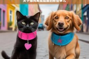 关于猫狗戴羞耻圈的那些事儿，猫狗与羞耻圈的那些事