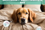 狗狗喜欢在床下的心理与生理原因揭秘