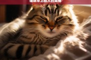 猫咪早上粘人的奥秘，猫咪清晨粘人之谜