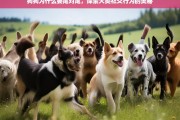 狗狗尾对尾行为解析，揭秘犬类社交行为的深层含义