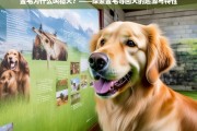 金毛寻回犬的起源与特性，为何被称为猎犬？