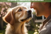 狗狗为何如此粘人？揭秘它们与人类之间的深厚情感纽带