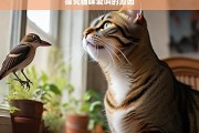 探究猫咪爱叫的原因，猫咪爱叫原因探究