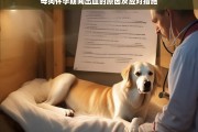 母狗怀孕期间出血的原因及应对措施详解