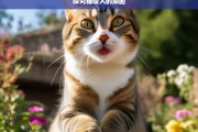 探究猫咬人的原因，猫咬人的原因探究