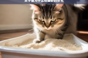 关于猫为什么在猫砂的探究，猫在猫砂行为探究