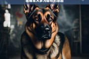 揭秘军犬多为德牧的原因，揭秘军犬多为德牧的缘由