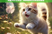 母猫为何调皮？深入解析猫咪行为背后的原因