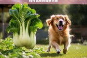 狗与包菜的奇妙关系，狗与包菜，奇妙关系揭秘