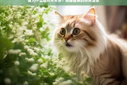 猫为什么喜欢木天蓼？揭秘猫咪的快乐源泉