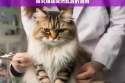 探究猫咪突然乱尿的原因，猫咪突然乱尿原因探究