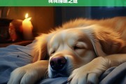 狗狗睡眠之谜，狗狗的睡眠奥秘