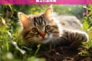 猫之打滚探秘，探究猫之打滚现象