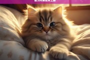 猫为何偏爱床上睡，猫偏爱床上睡的原因