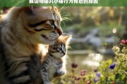 解读母猫叼小猫行为背后的原因，母猫叼小猫行为的原因解读