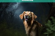 狗狗狼嚎的探秘，狗狗狼嚎现象探秘