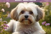 惠比特犬，独特却小众的犬种，惠比特犬，独特小众之犬