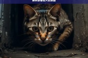 解析野猫怕人的原因，野猫怕人的原因解析