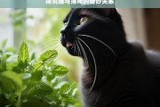 探究猫与薄荷的奇妙关系，猫与薄荷的奇妙关系探究