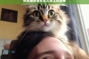 探索猫咪喜欢坐人脸上的奥秘，猫咪为何喜欢坐人脸上之奥秘探索