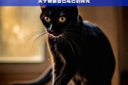 关于猫舔自己尾巴的探究，猫舔自己尾巴现象探究