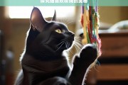 探究猫喜欢咬线的奥秘，猫为何喜欢咬线之探究