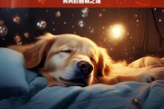 狗狗的睡眠之谜，揭秘狗狗的睡眠