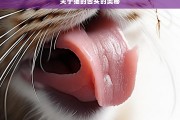 关于猫的舌头的奥秘，猫舌奥秘大揭秘