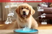 泰迪犬不爱喝水的原因分析及解决方法