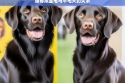 揭秘黑金毛与平毛犬的关系，黑金毛与平毛犬关系揭秘