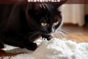 探究猫与猫砂的不解之缘，猫与猫砂的奇妙羁绊