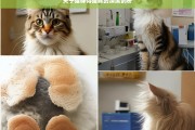 关于猫咪得猫藓的深度剖析，猫咪患猫藓的深度解读