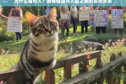 猫咪为何畏惧人类？深入解析猫与人之间的微妙互动