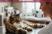 关于猫绝育的探讨，猫绝育之探讨