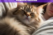 探究猫喜欢和人睡觉的原因，猫喜欢与人睡觉的原因探究