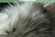 探究猫毛柔软的奥秘，猫毛柔软之谜探究